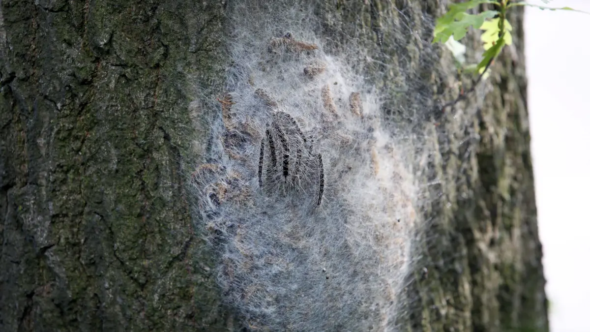 Ein Nest mit Eichen-Prozessionsspinnern an einem Baum. Das massenhafte Aufkommen sorgt für finanziellen Schaden. Wer kommt für die Bekämpfung auf?