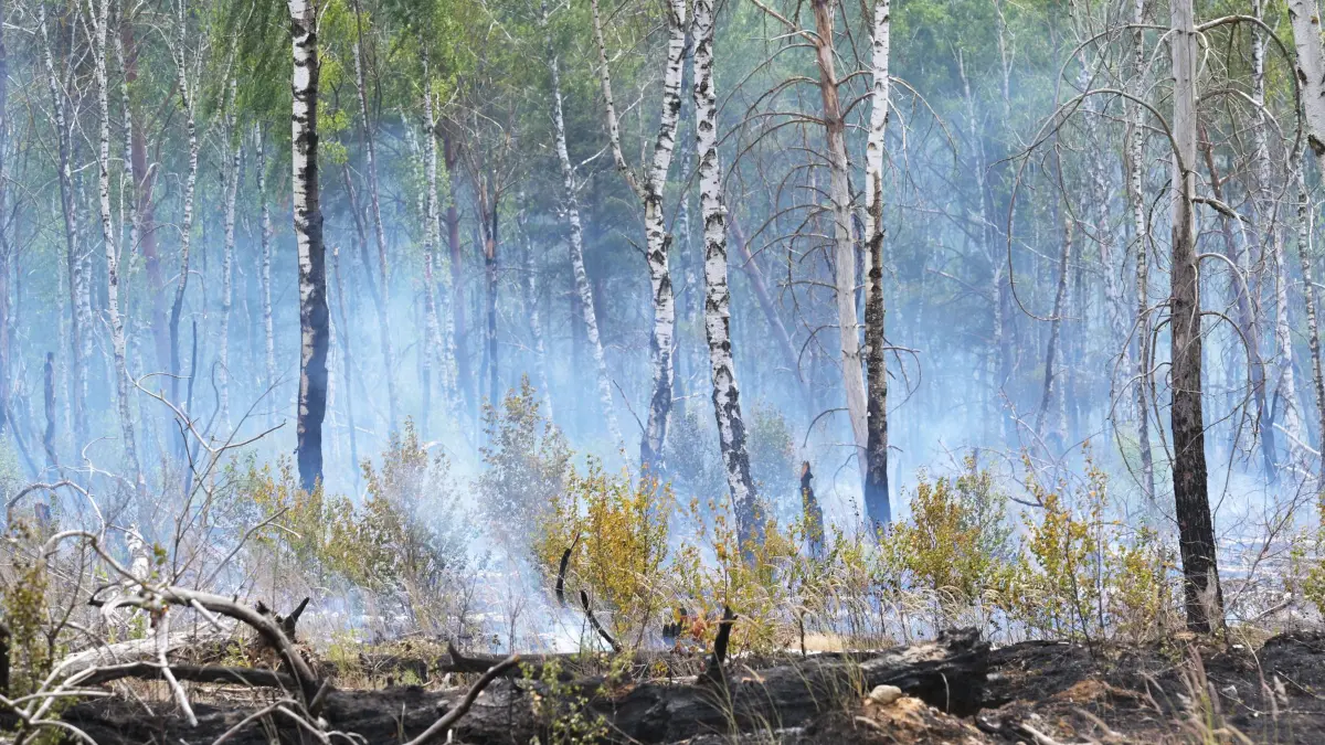 Waldbrände in Brandenburg: ARCHIV - 03.07.2025, Brandenburg, Jüterbog: Rauschschwaden ziehen durch einen Wald und künden von einem Waldbrand. (zu dpa: «Feuer auf früherem Militärgelände in Jüterbog erloschen») Foto: Michael Bahlo/dpa +++ dpa-Bildfunk +++