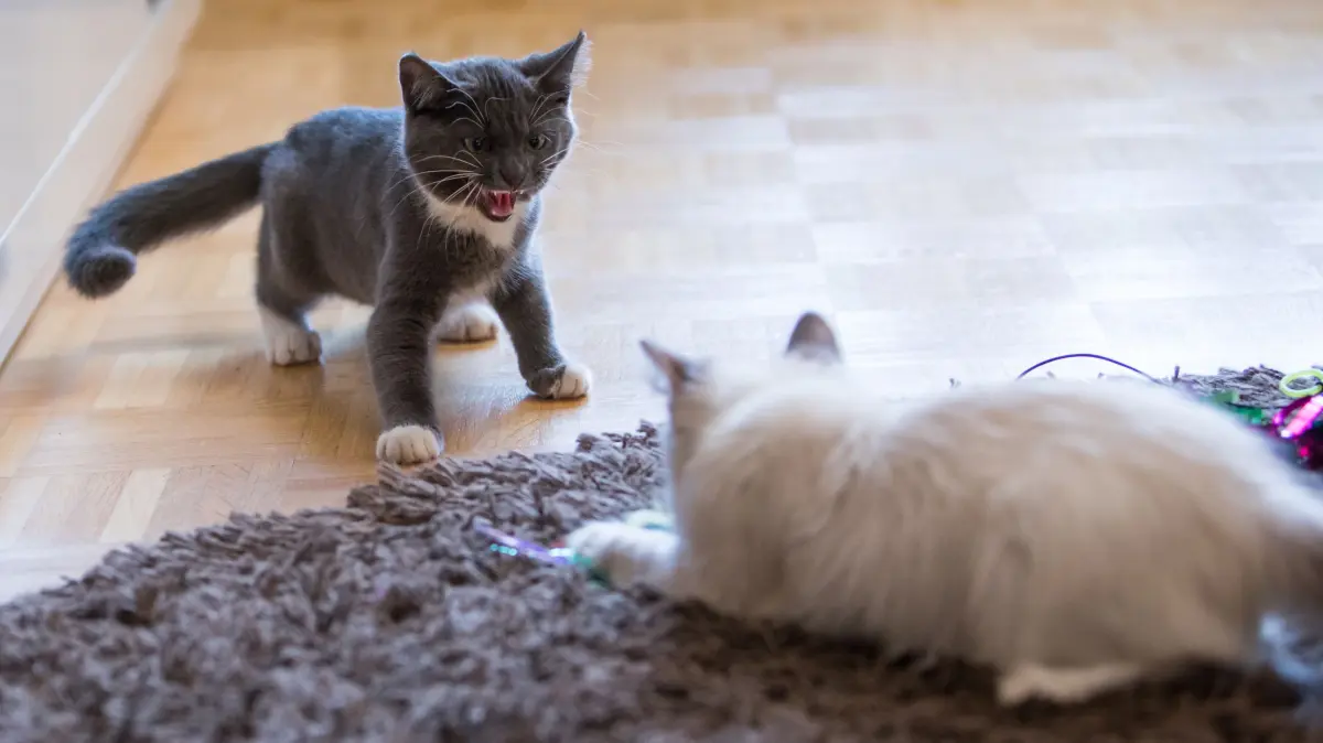 Spiel oder Streit? Woran erkennt man, ob sich Katzen verstehen?