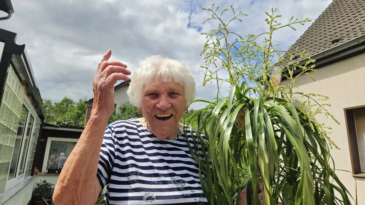 Eine seltene Überraschung: Kurz vor ihrem 90. Geburtstag blüht der Elefantenfuß von Edelgard Schultze aus Brieske-Dorf in Senftenberg zum ersten Mal. Für die Jubilarin ist das das schönste Geschenk.