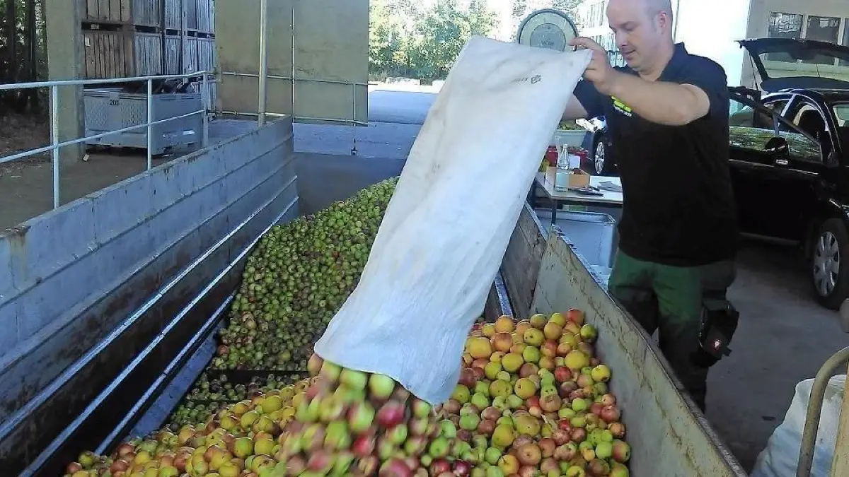 Säckeweise, wie hier in Hosena, werden in diesem Jahr sicher kaum Äpfel abgegeben werden. Regional dürften Nachtfröste einer guten Ernte einen Strich durch die Rechnung machen.