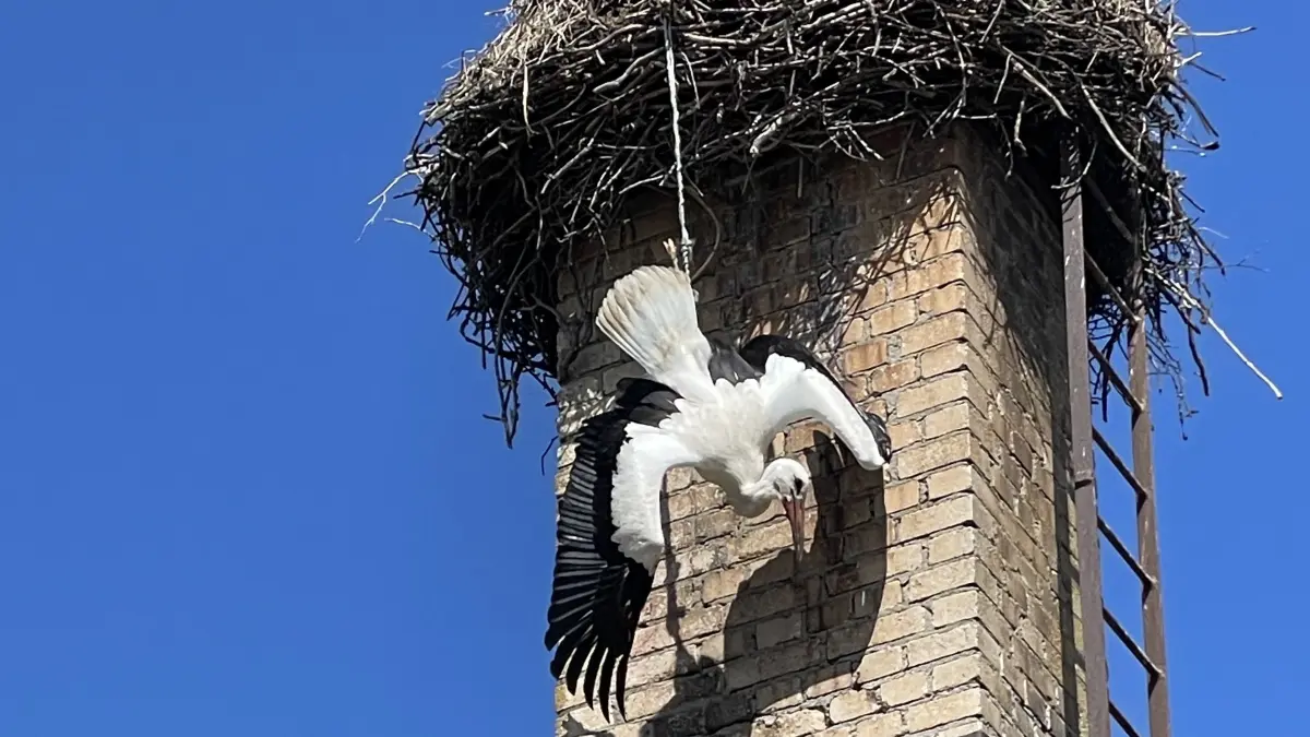 Ein Jungstorch in Lindena in Not. Er hat sich am Nest an einer Schnur verfangen. Zum Glück haben aufmerksame Nachbarn seine Notlage erkannt.