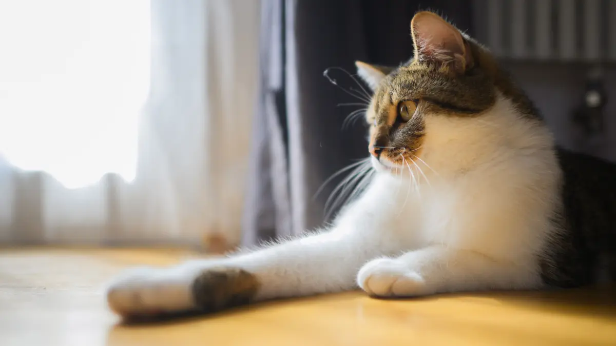 Katzen sind die beliebtesten Haustiere in Deutschland. (Symbolbild)