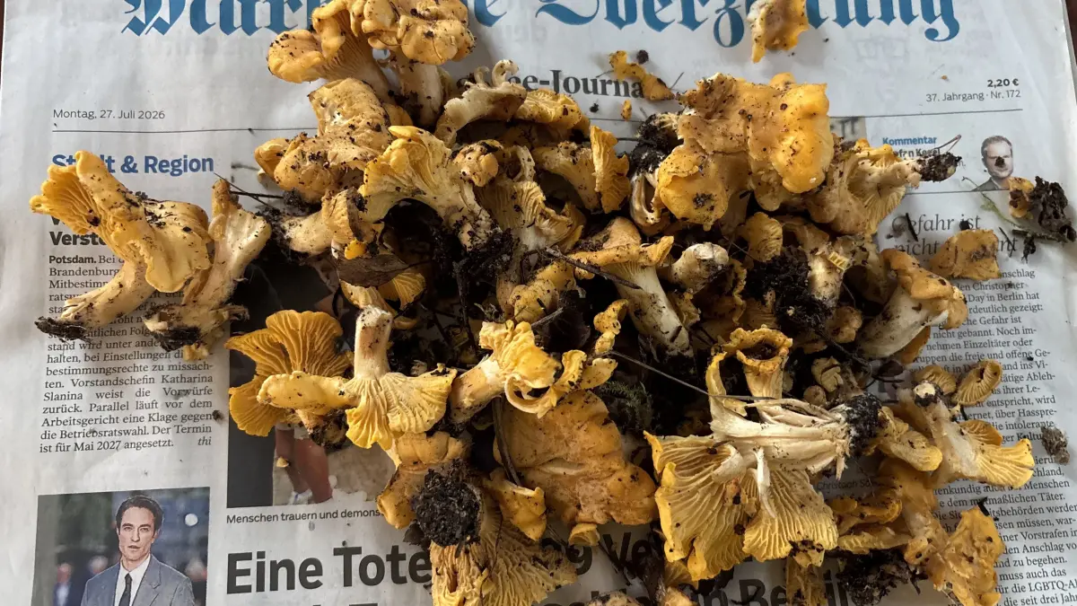 Unverhoffter Fund. Besser ist es, wenn man seine Pilze schon im Wald zumindest vorputzt. Bei dem unverhofften Fund bei Beeskow war leider kein Messer zur Hand.