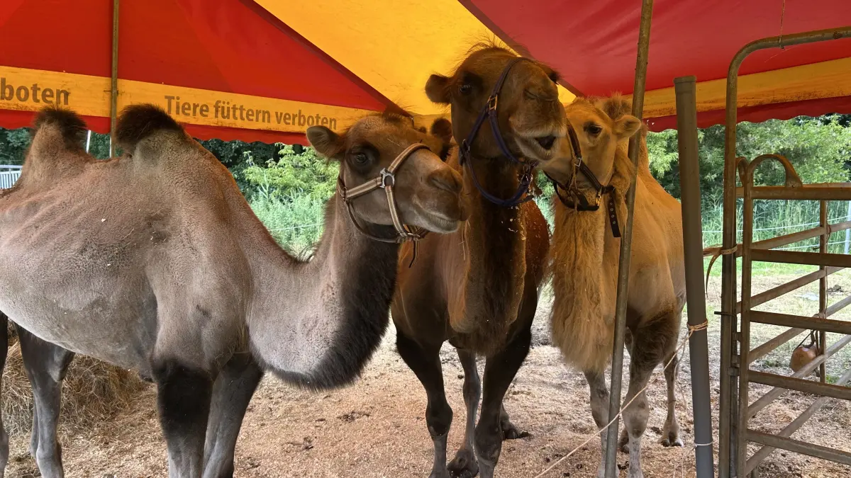 Die Kamele Kalli, Simba und Ali. Alle drei sind schon im Zirkus geboren.
