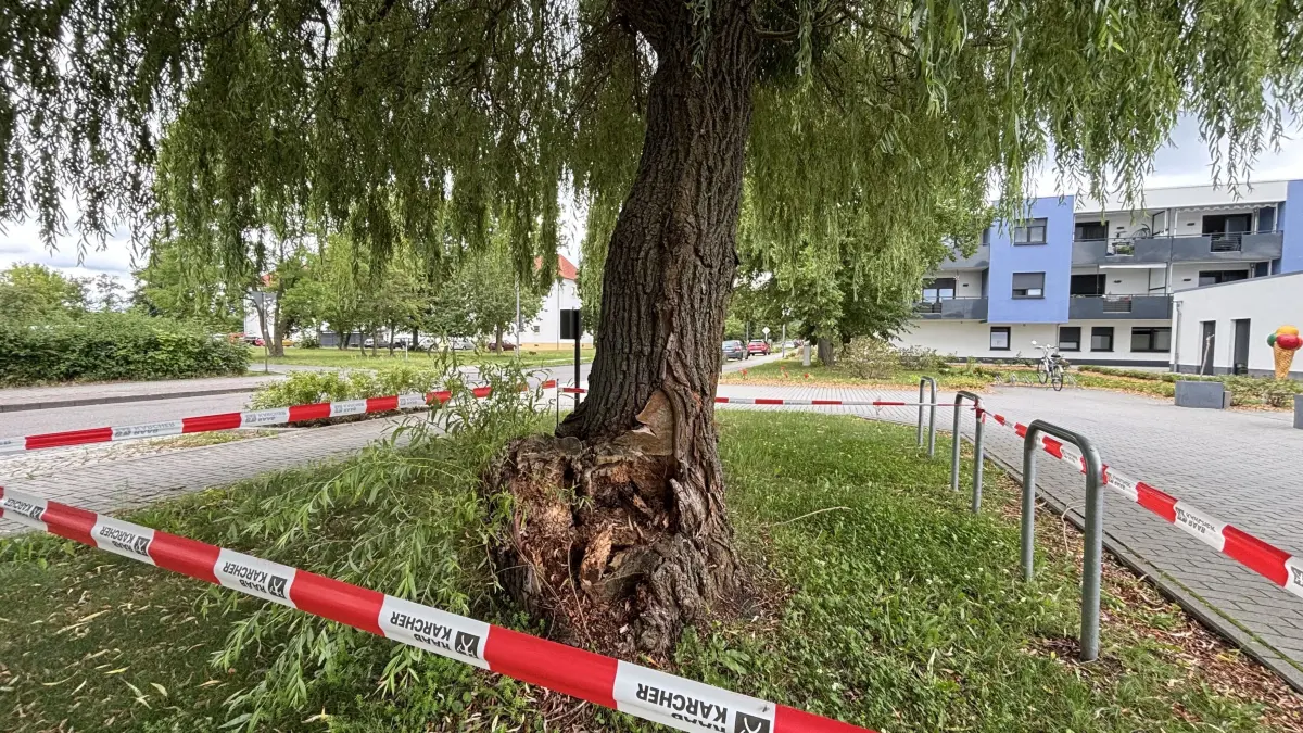 Im Zentrum von Schipkau ist das Areal um eine Weide abgesperrt. Was es damit auf sich hat, und wer dafür verantwortlich ist, erklärt das Bauamt der Gemeinde.