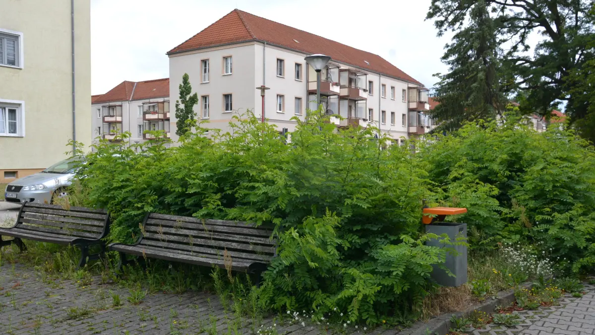 Die Robinie treibt wild aus am Platz der fliegenden Händler in Schwarze Pumpe.