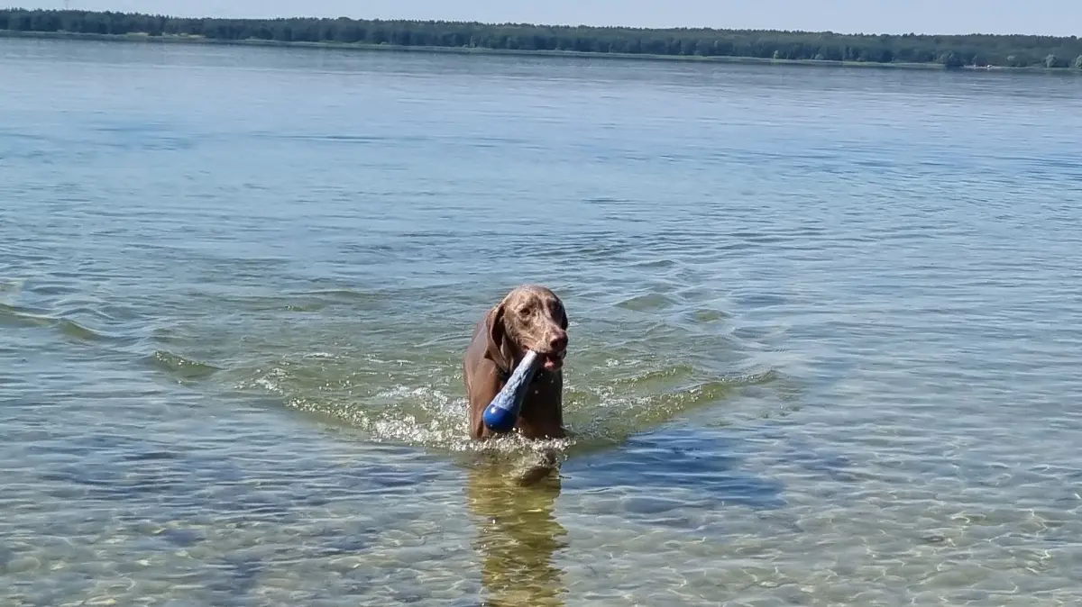 Weimeraner Pepe mit Wurfspielzeug am Ufer des Gräbendorfer Sees. Im Vetschauer Ortsteil Wüstenhain wurde für Hunde ein kleinerer Uferabschnitt reserviert.