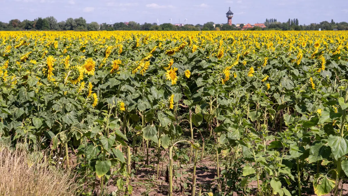 Sonnenblumenklau: Auf desem Feld in Schwedt werden immer wieder Sonnenblumen abgeschnitten. Den Schaden hat der Landwirt.