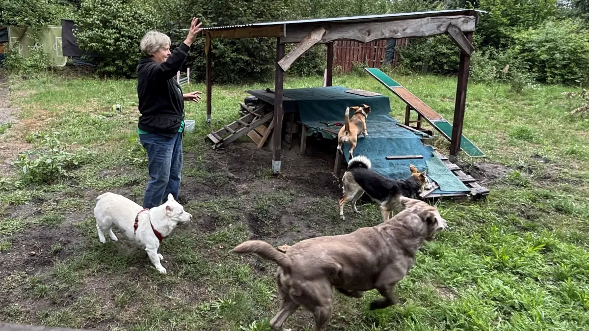 Mit viel Herzblut betreibt Liane Schneider seit acht Jahren in Drochow eine Tierpension. Auf ihrem Grundstück betreut sie Hunde und Katzen, während deren Besitzer im Urlaub sind oder aber arbeiten müssen. Doch jetzt scheint ein Ende der Dienstleistung unausweichlich.