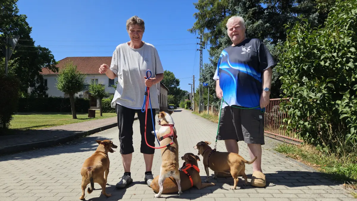 Regina Rechner (63) und ihr Mann Werner (71) spazieren mit vier ihrer fünf Hunden durch Neupetershain-Nord. Das Veterinäramt OSL kontrolliert derzeit die Tierhaltung der Familie.