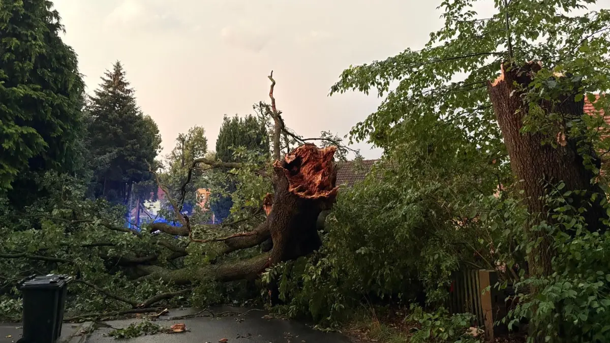 Die Eiche ist am Abend des 4. August 2026 auf der Richard-Wagner-Straße in Bad Muskau umgebrochen.