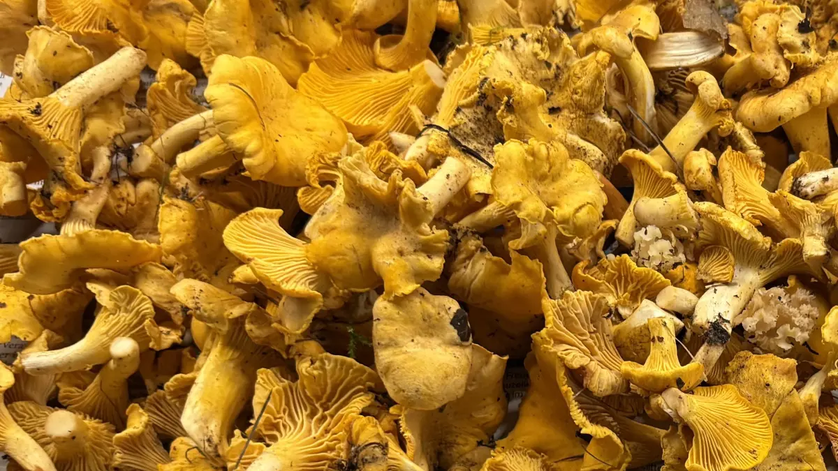 Die Pfifferlinge wachsen in Brandenburg trotz Rekordtemperaturen.