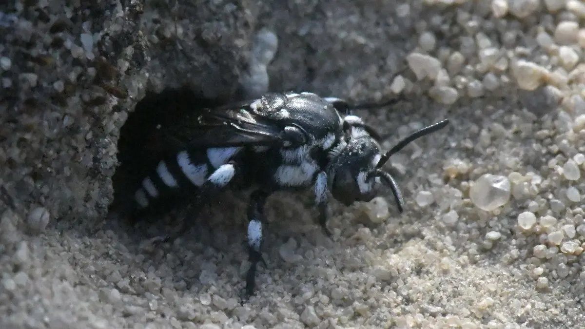 Im Juli 2026 wurde die Gestutzte Fleckenbiene erstmalig in Sielmanns Naturlandschaft Wanninchen entdeckt.