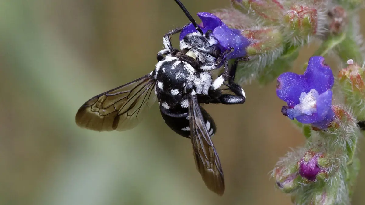 Gestutzte Fleckenbiene
Im Juli 2026 wurde die Gestutzte Fleckenbiene erstmalig in Sielmanns Naturlandschaft Wanninchen entdeckt. Fotoquelle: https://www.inaturalist.org/de/taxa/1372574-Thyreus-truncatus (CC-Lizenz)