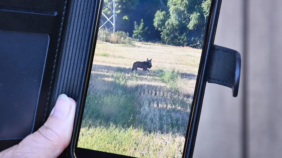 In Tschernitz hat der Wolf jetzt mehrfach zugeschlagen. Ein Nachbar hat den Räuber am hellichten Tag unmittelbar nach seiner Attacke auf die Hühner von Ingbert Jurk mit der Handykamera aufgenommen.