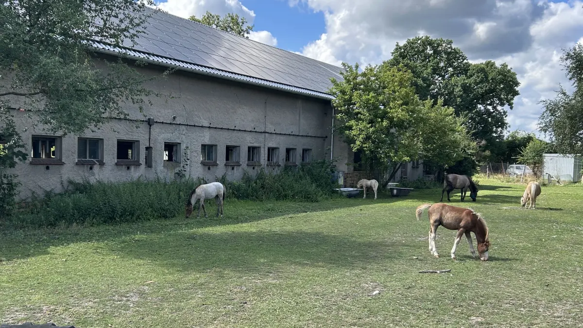 Auf dem Schwanhof in Doberlug-Kirchhain leben Ponys, Pferde, Ziegen, Gänse und Kühe. Mit viel Einsatz kümmern sich Jacqueline Stengel und Mary Ann Jankowski Tag für Tag um die Tiere.