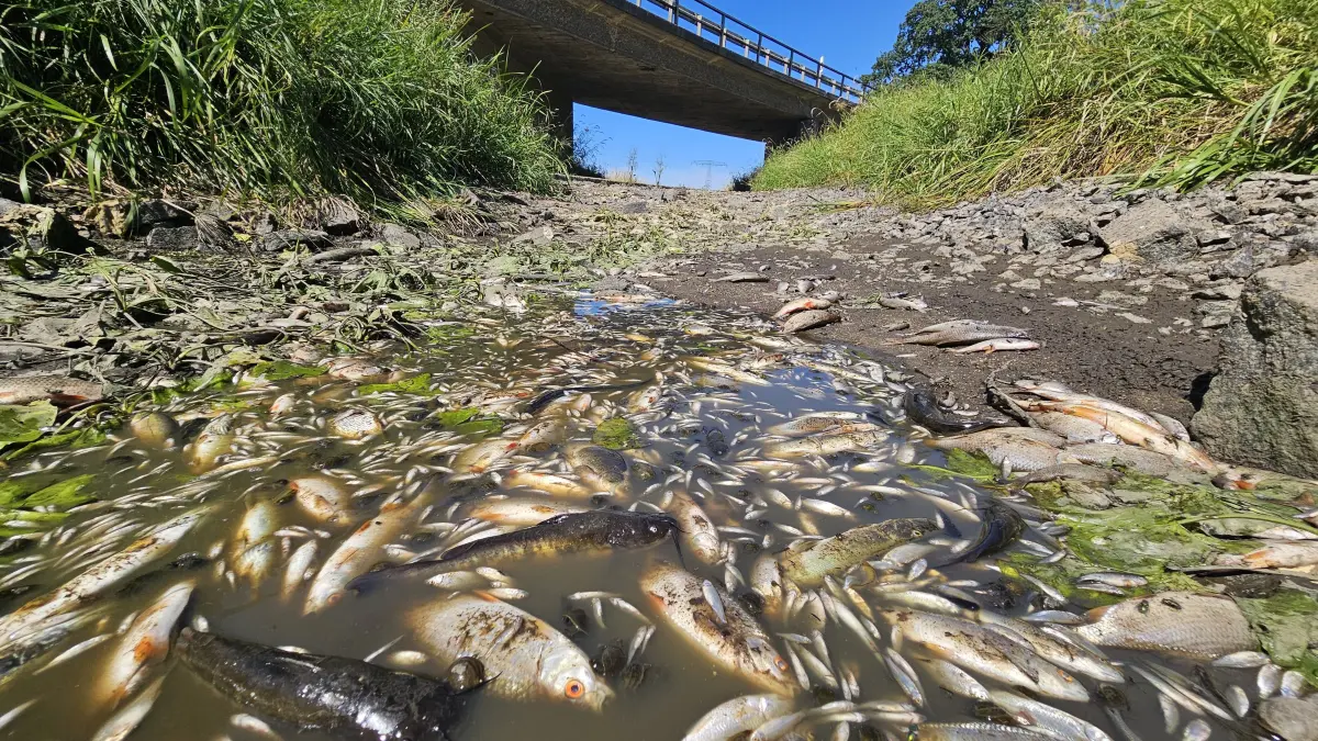 In einer kleinen Restpfütze der Schwarzen Elster im Stadtgebiet von Hoyerswerda liegen zahlreiche verendete Fische. Der Abschnitt ist weitgehend trocken gefallen.