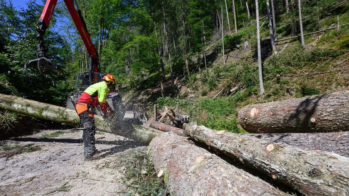 Nach Unwetter in Sächsischer Schweiz: 14.08.2026, Sachsen, Hohnstein: Waldarbeiter von Sachsenforst sind im Amselgrund in der Sächsischen Schweiz mit der Beseitigung von umgestürzten Bäumen beschäftigt. Ein lokal begrenztes Unwetter hatte im Kurort Rathen eine Schneise der Verwüstung hinterlassen. Foto: Robert Michael/dpa +++ dpa-Bildfunk +++