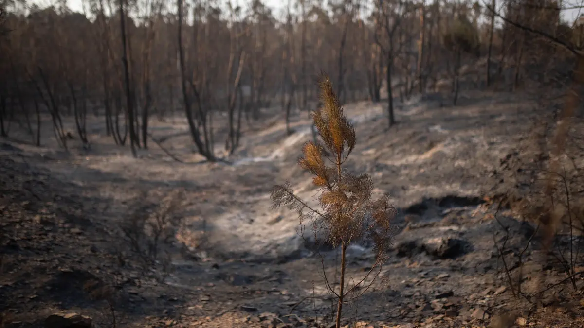 Waldbrand in Spanien