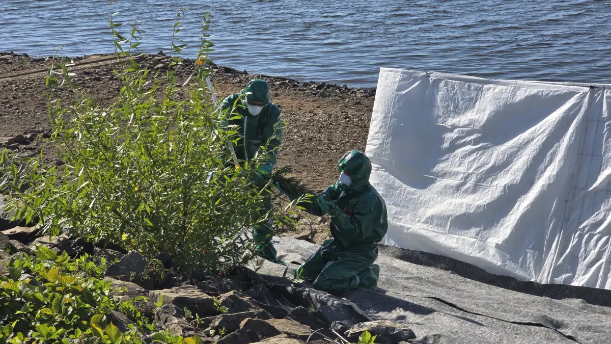 Der Chemie-Einsatz am Staudamm der Talsperre Spremberg ist beendet. Auf niedrigen Bewuchs ist das Herbizid gespritzt, auf höhere Pflanzen wurde es punktgenau Blatt für Blatt aufgetragen.