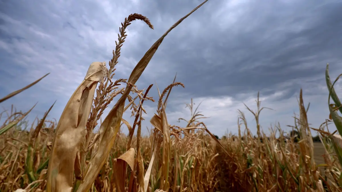 Wetter in Bayern: 16.08.2026, Bayern, Türkheim: Regenwolken ziehen über ein trockenes Maisfeld. Foto: Karl-Josef Hildenbrand/dpa +++ dpa-Bildfunk +++