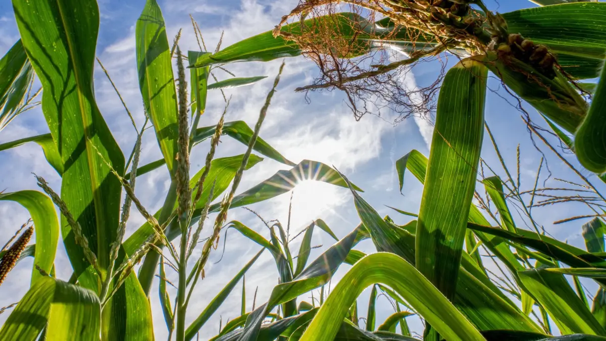 Wetter in Bayern: 23.08.2026, Bayern, Freiberg: Die Sonne strahlt zwischen Maispflanzen hindurch, auf deren Blättern Regentropfen zu sehen sind. Die neue Woche startet sonnig Foto: Pia Bayer/dpa +++ dpa-Bildfunk +++