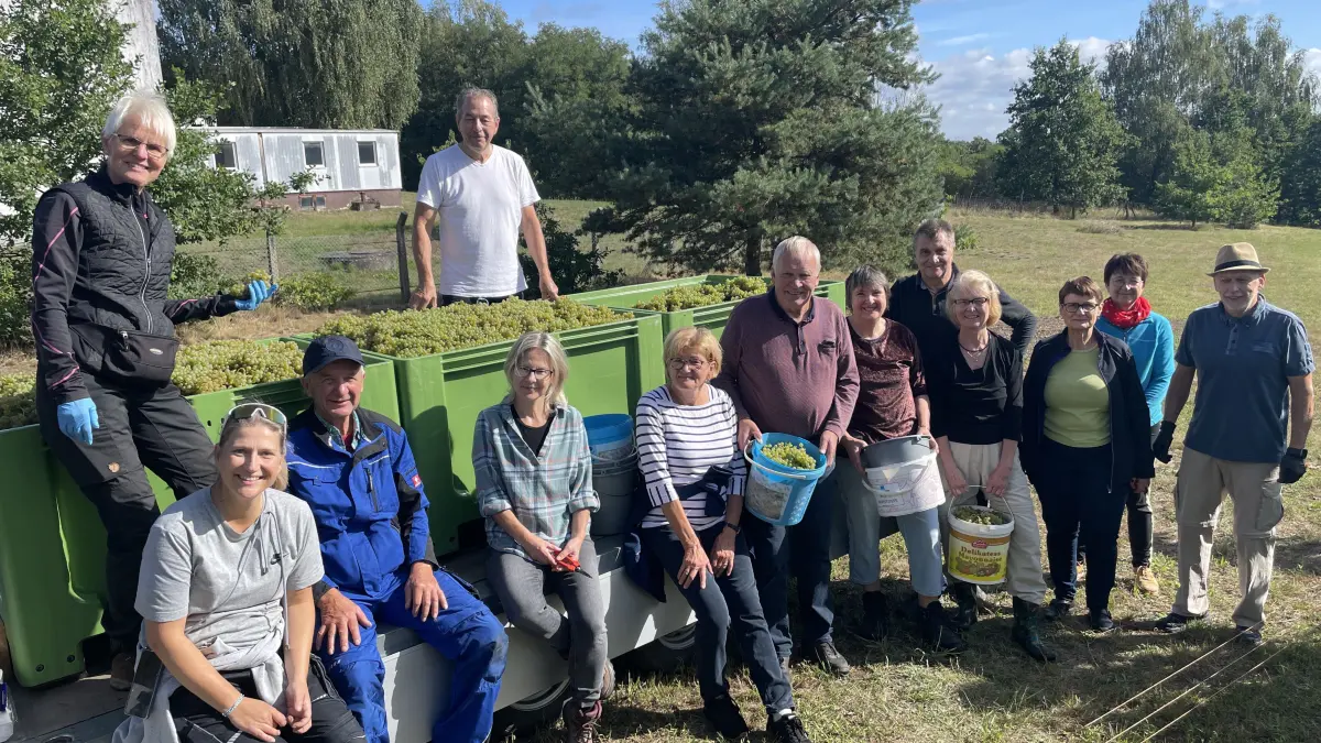 13 Personen haben sich zur Weinlese der Solaris-Trauben vom Gutshaus Schorbus in Klein Oßnig zusammengefunden.