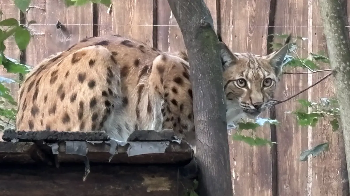 Wo schaut er denn hin, der Luchs im Tierpark Weißwasser? Auf das Programm zum 60. Geburtstag. Der wird an zwei Tagen auf der Anlage am Jahnteich gefeiert.