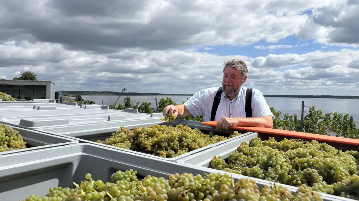 In Großräschen hat mit der Lese der Trauben der Sorte Solaris das neue Weinjahr begonnen. Winzer Andreas Wobar wirft vor dem Transport in die Kelterei einen zufriedenen Blick auf den ersten Ertrag des Weinbergs oberhalb des Großräschener Sees.