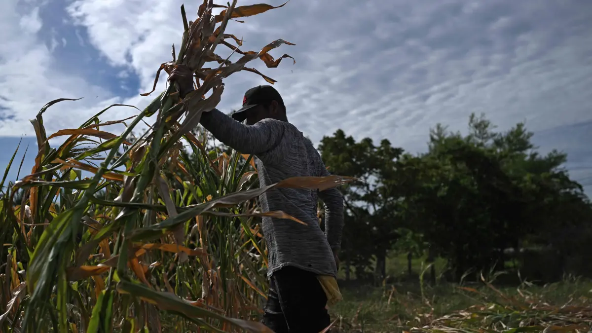 EL SALVADOR-WEATHER-CLIMATE-EL NINO-DROUGHT: A farmer cuts a drought-damaged corn crop in Tecoluca, San Vicente department, El Salvador, on August 26, 2026. The failed harvest will be used as livestock feed, while the lack of rainfall, associated with the El Niño phenomenon, has caused economic losses for many farmers. El Salvador declared a red alert for meteorological and agricultural drought nationwide on Tuesday. The failed harvest will be used as livestock feed, while the lack of rainfall, associated with the El Nino phenomenon, has caused economic losses for many farmers. El Salvador declared a red alert for meteorological and agricultural drought nationwide on August 25, 2026. (Photo by Marvin RECINOS / AFP)
