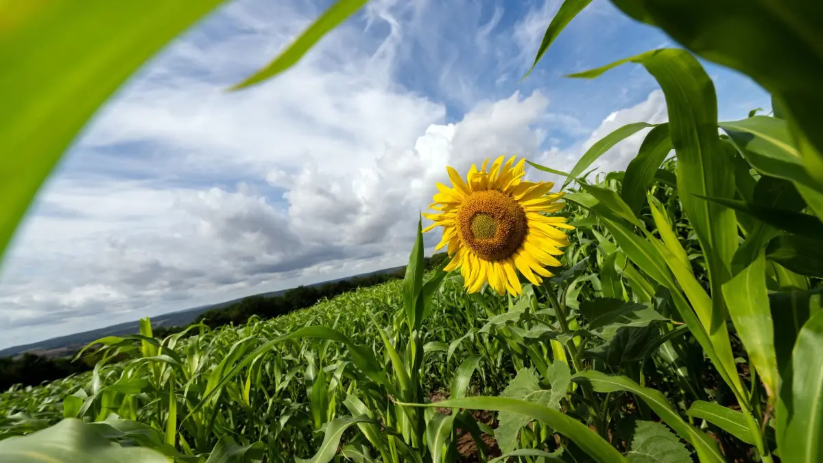 Wetter in Bayern: 23.08.2026, Bayern, Freiberg: Die gelben Zungenblüten einer Sonnenblume strahlen zwischen Maispflanzen, während am blauen Himmel Wolken vorbeiziehen. (zu dpa: «Nach trüben Tagen Sonne - Freitag wieder Regen») Foto: Pia Bayer/dpa +++ dpa-Bildfunk +++