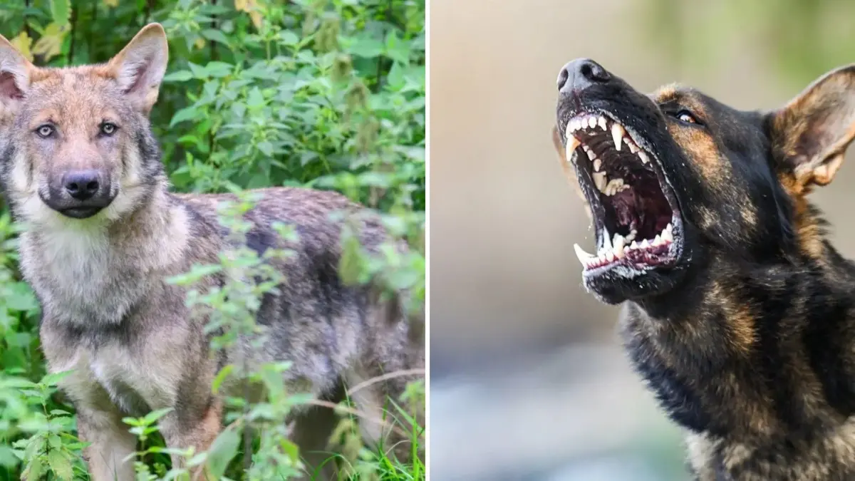 Wolf und Hund als Symbol für die wachsende Unruhe im Herzberger Wald. Welche Auswirkungen haben Hunde im Wald wirklich?