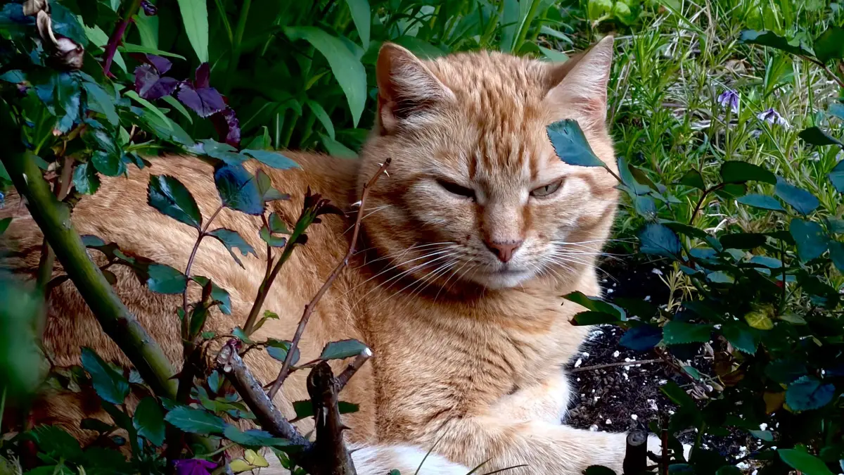 In Neubulach gibt es seit Juni eine Katzenschutzverordnung – Neuweiler, Bad Teinach-Zavelstein und Oberreichenbach ziehen bislang nicht nach.