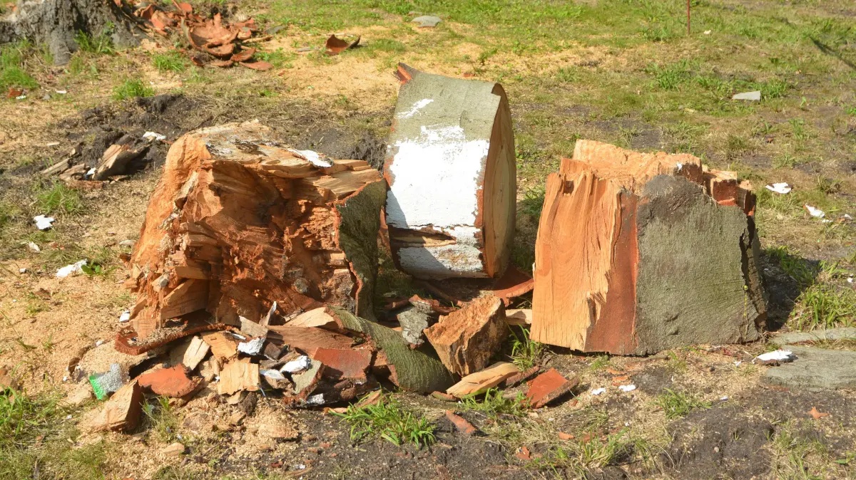 Altdöbern hat mit einer Blutbuche ein weiteres Naturdenkmal verloren. Im Jahr 2025 wurde der Baum noch mit einem weißen Anstrich vor zu starker Sonneneinstrahlung geschützt.