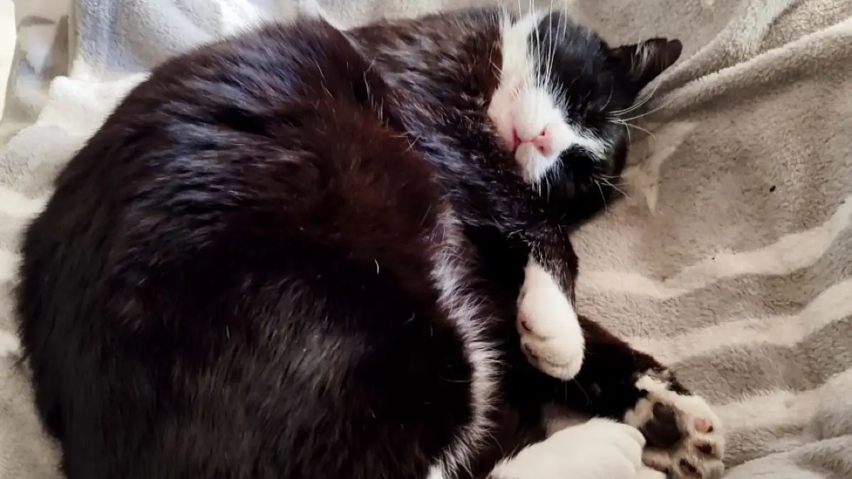 Kater Peppi beim Chillen auf seinem Lieblingsplatz auf dem Sofa in Bad Muskau. Seine Katzendecke bleibt nun leer.