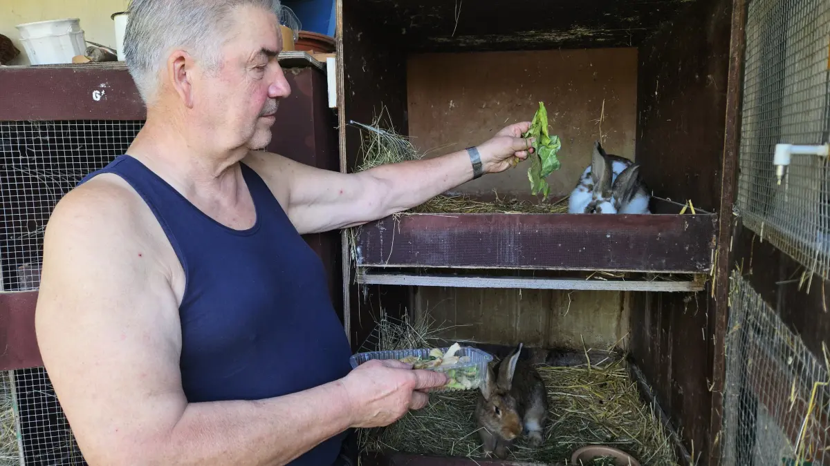 Fütterungszeit im Kaninchenstall: Mit frischen Grün und Gemüse versorgt Kaninchenhalter Thomas Rother aus Kleinleipisch seine Tiere.