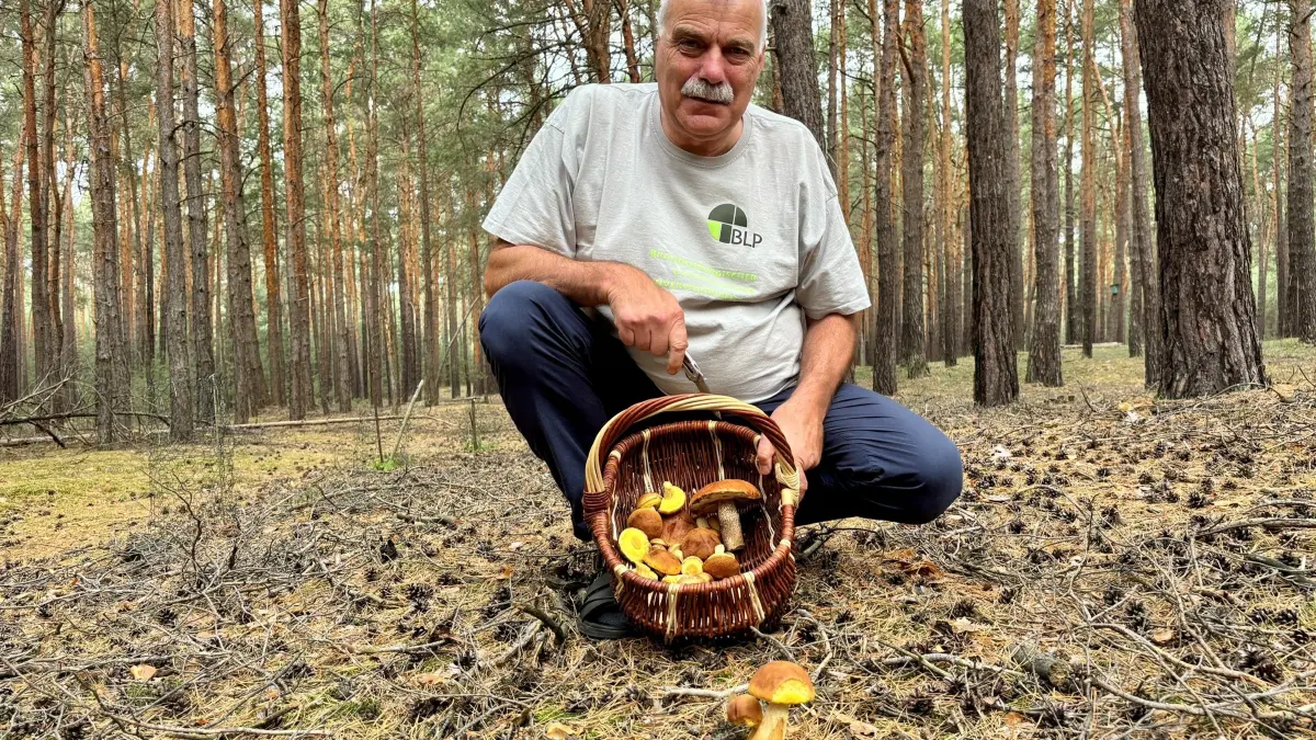 Pilzberater Lutz Helbig kennt die besten Pilz-Stellen und hat seinen Korb schnell voll. Die Falsche Rotkappe fühlt sich als Einwanderer in den hiesigen Kiefernwäldern wohl. Auch um Cottbus gibt es Fundstellen. Der Newcomer unter den Pilzen stehen aber unter Beobachtung.