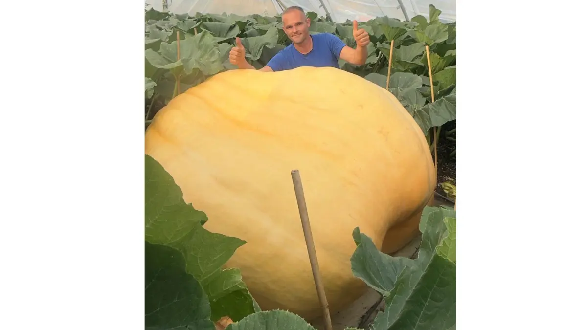 Steigt Oliver Grafe aus Großthiemig mit seinem Kürbis zum ersten Mal in die 1000-Kilo-Klasse auf?