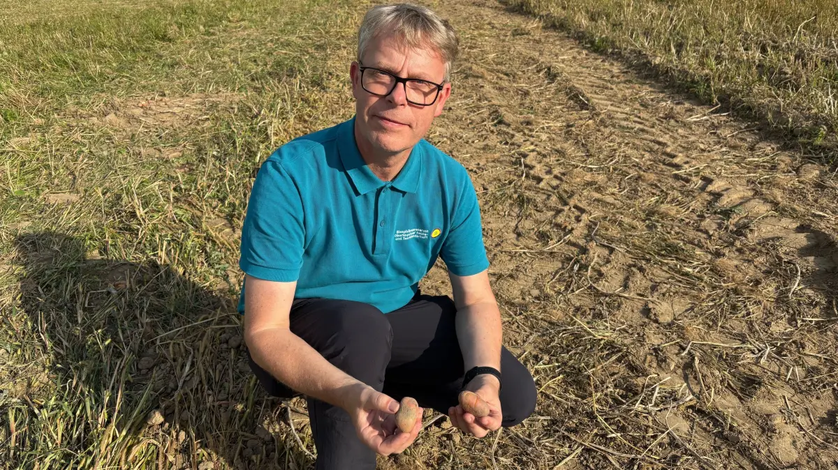 Hier präsentiert Torsten Roch, Leiter des Oberlausitzer Biosphärenreservates, die Überbleibsel der Kartoffelernte auf dem Feld neben dem Haus der Tausend Teiche.