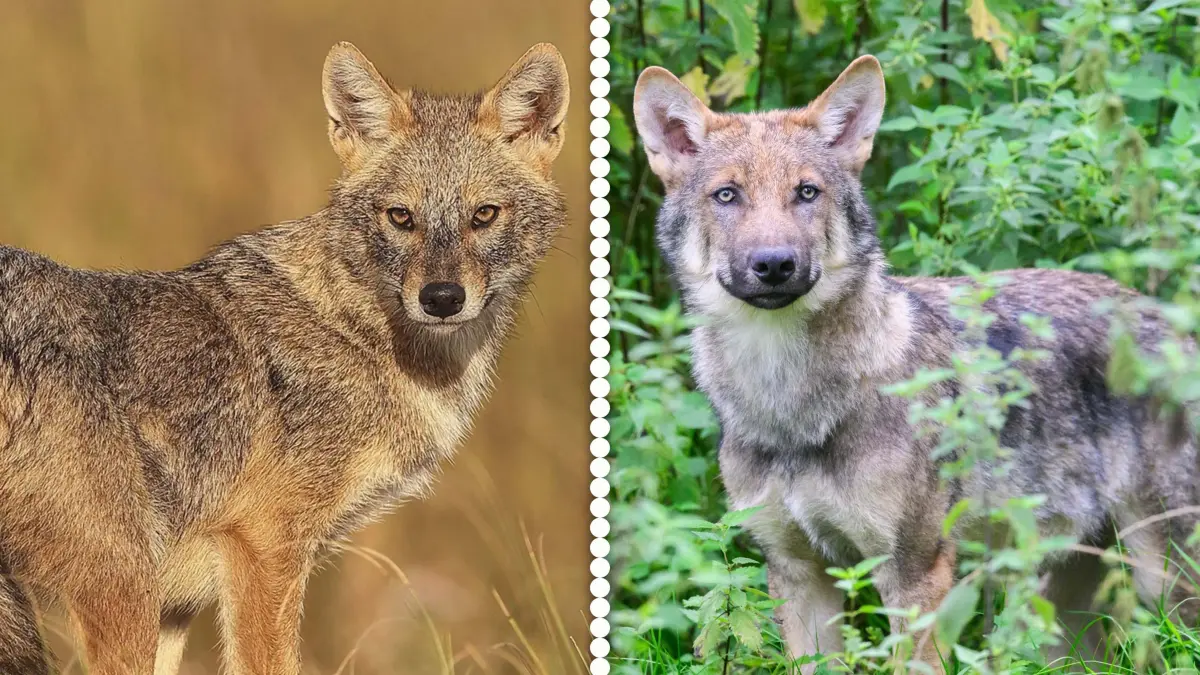 Fotomontage Goldschakal (links) und junger Wolf (rechts) werden oft verwechselt.