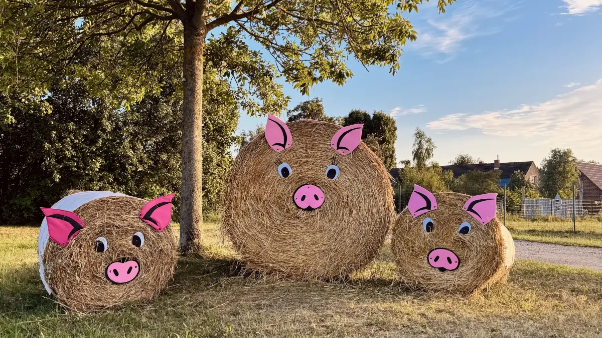 Die Schweinefamilie aus Strohballen begrüßt die Gäste am Ortseingang von Ogrosen, aus Richtung Missen kommend.