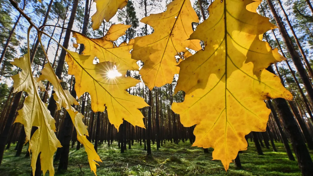 Herbstanfang in Brandenburg: 22.09.2026, Brandenburg, Briesen/Mark: Die Sonne scheint durch herbstlich gelb gefärbte Blätter einer Eiche am Rande eines Waldes. Der Herbst 2026 hatte bereits meteorologisch am 1. September begonnen und der kalendarische (astronomische) Herbstanfang ist am 23. September. Foto: Patrick Pleul/dpa +++ dpa-Bildfunk +++