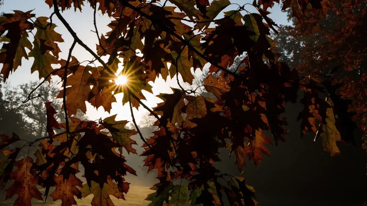 Was der Herbst mit unserem Körper macht : Die aufgehende Sonne illuminiert einen herbstlichen verfärbten Laubbaum im Georgengarten an den Herrenhäuser Gärten. (zu dpa: «Kürzere Tage, kältere Luft: Wie der Herbst im Körper wirkt»)