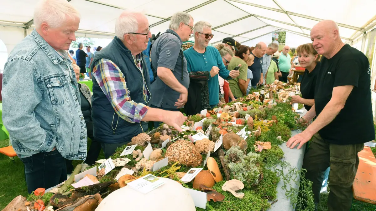 31. Apfeltag im Pomologischen Schau- und Lehrgarten in Döllingen : 31. Apfeltag im Pomologischen Schau- und Lehrgarten in Döllingen
- Üppig gefüllte Tische bei Pilzberater Wolfgang Böttner aus Hirschfeld. Für den Apfeltag wurden mit insgesamt fünf Helfern an zwei Tagen aus dem Raum des Naturparks ca. 200 verschiedene Pilzarten zusammengetragen