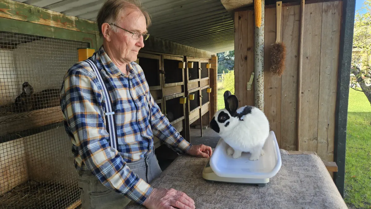 Züchter Siegfried Nowak aus Sallgast wiegt einen schwarz-weißen Kleinschecken. Das Kaninchen bringt 3,6 Kilogramm auf die Waage.