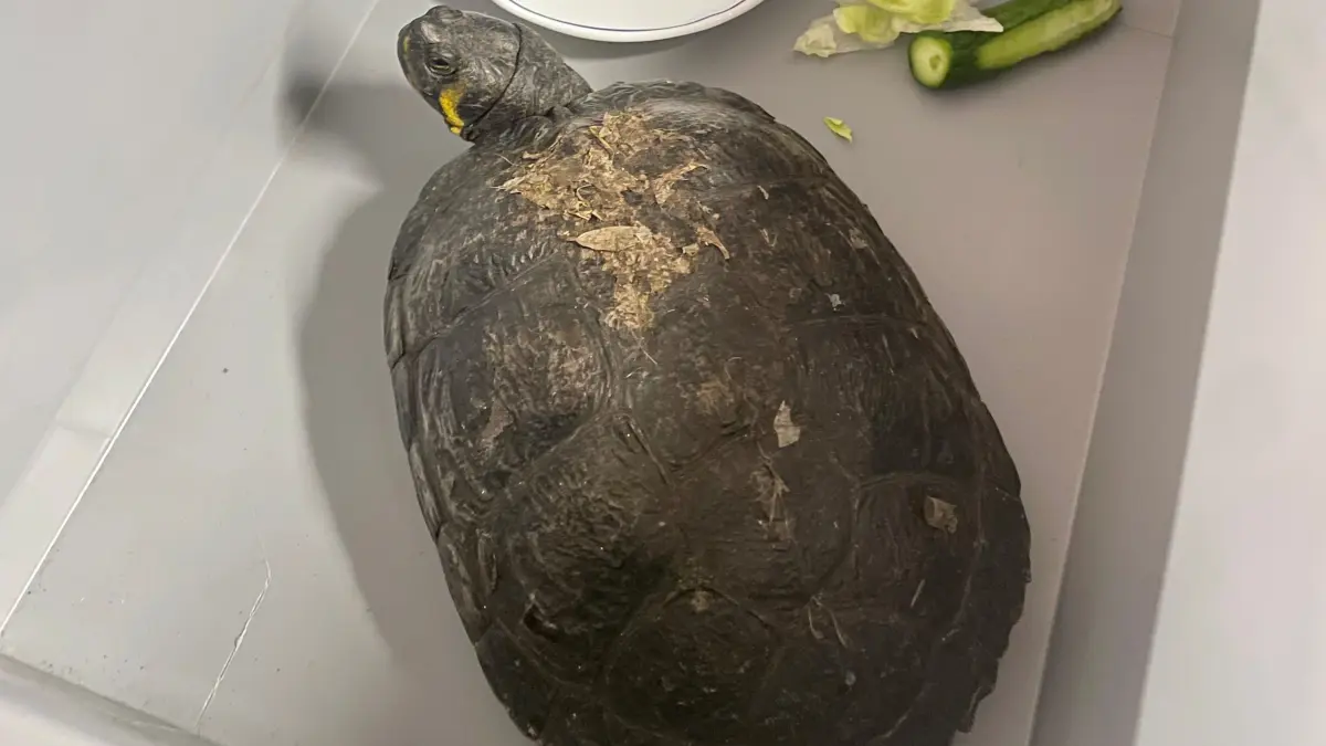 Tierliebe Bürger haben diese Schildkröte auf der Gerhart-Hauptmann-Straße in Zittau gefunden und sie zur Polizei gebracht.