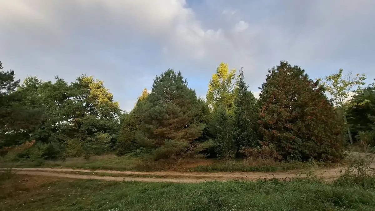 Ein Blick auf das Grundstück und den schmalen Weg, über den es erreichbar ist. Es hat keine eigene Straßenfront und damit auch keinen direkten Straßenzugang.