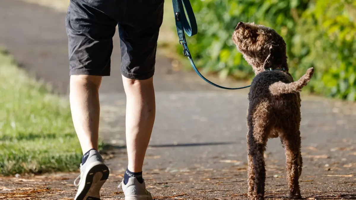 Hund beim Spaziergang: Ein Hund geht mit seinem Halter auf dem Deich am Werdersee spazieren. (zu dpa: «Teures Futter und hohe Hundesteuer»)
