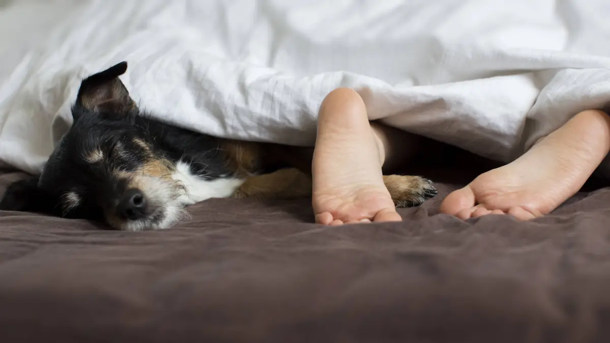 Kind schläft gemeinsam mit Hund im Bett. Child sleeping with dog in bed. Kind mit Hund im Bett Child with dog in bed
